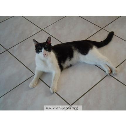 Foto 1/1 GATSBY Chat perdido en Vinassan