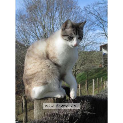 Foto 1/1 KIKI Chat perdido en Espelette