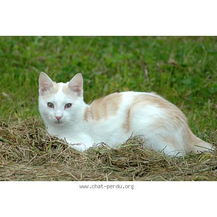 Foto 1/1 comanche Chat perdido en St martin de cenilly