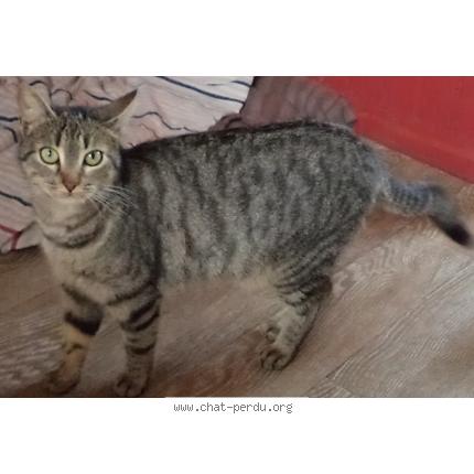 Foto 1/1 kagouille Chat perdido en Carcans