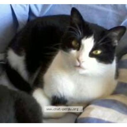 Foto 1/1 Globule Chat perdido en Saint seine en bache