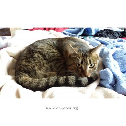 Foto 1/1 moumousse Chat perdido en Irigny