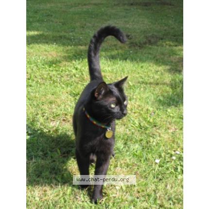 Foto 1/1 PRINCE Chat perdido en Saint james