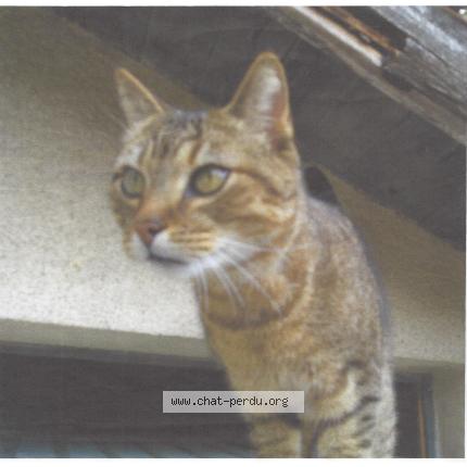 Foto 1/1 CANCUN Chat perdido en Taponas