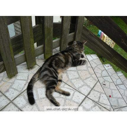 Foto 1/1 Oggy Chat perdido en Dampmart