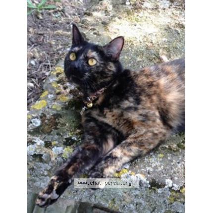 Foto 1/1 Calinette Chat perdido en Boran sur oise
