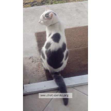 Foto 1/1 Bob Chat perdido en Montcuq