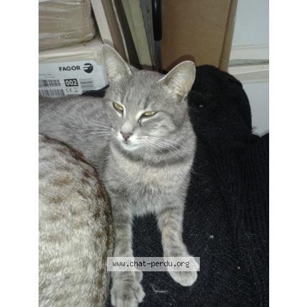 Foto 1/1 Ayna Chat perdido en Dijon