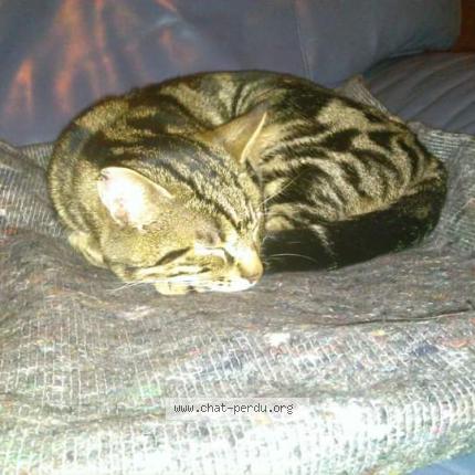 Foto 1/1 Tigrou Chat perdido en Cherre