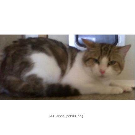 Foto 1/1 Dalloz Chat perdido en Montigny les metz