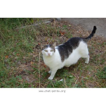 Foto 1/1 Gato encontrado Encontrado en Robion