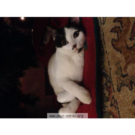 Foto 1/1 Fripon Chat perdido en Montchauvet