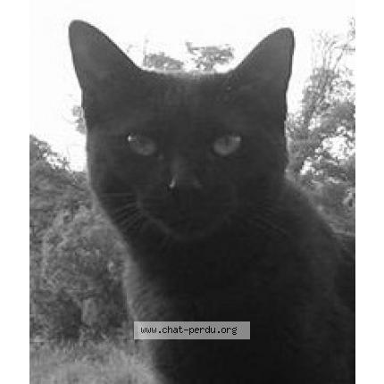 Foto 1/1 angel Chat perdido en Fuveau