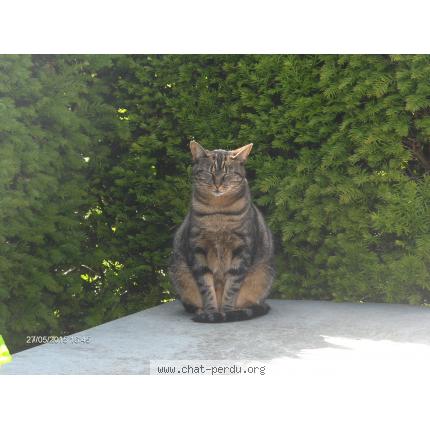 Foto 1/1 Ficelle Chat perdido en Monchecourt
