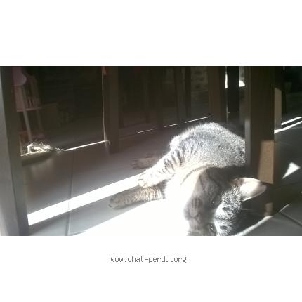 Foto 1/1 lili Chat perdido en Laignelet