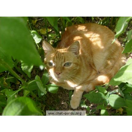 Foto 1/1 Tom Chat perdido en Lembeye