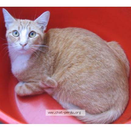 Foto 1/1 chapinou Chat perdido en Bordeaux