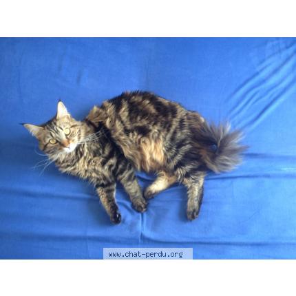 Foto 1/1 Maö Chat perdido en Meaux