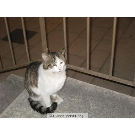 Foto 1/1 AVRIL Chat perdido en Beaune