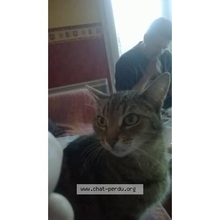 Foto 1/1 nounoune Chat perdido en Valframbert