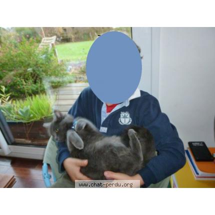 Foto 1/2 Jasmine Chat perdido en Plouezoc h