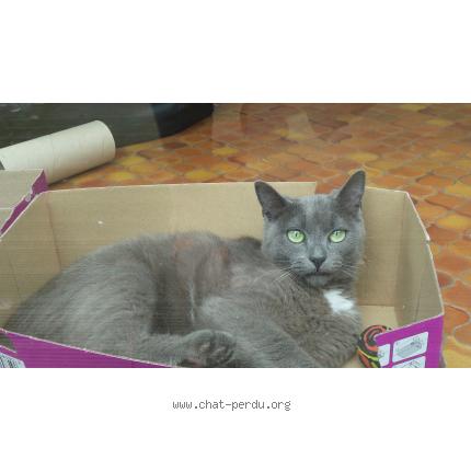 Foto 1/1 Maybe "Babykate" Chat perdido en Mimizan