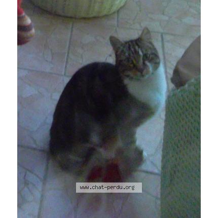 Foto 1/1 dawa Chat perdido en Echillais