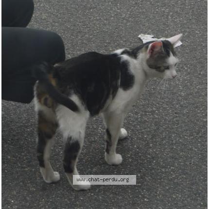 Foto 1/1 Haribo Chat perdido en Souppes sur loing