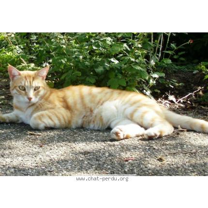 Foto 1/1 ZORRO Chat perdido en Grezieu la varenne