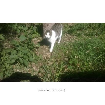 Foto 1/1 Gato encontrado Encontrado en Taponas