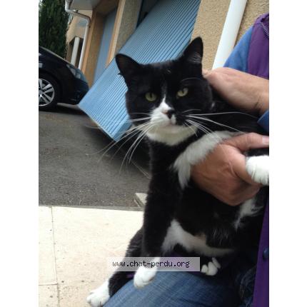 Foto 1/1 Gato encontrado Encontrado en Muret