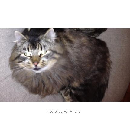 Foto 1/1 Blacko Chat perdido en Tilloloy