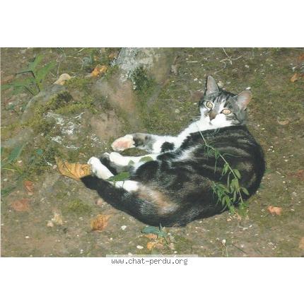 Foto 1/1 DATA Chat perdido en Echillais