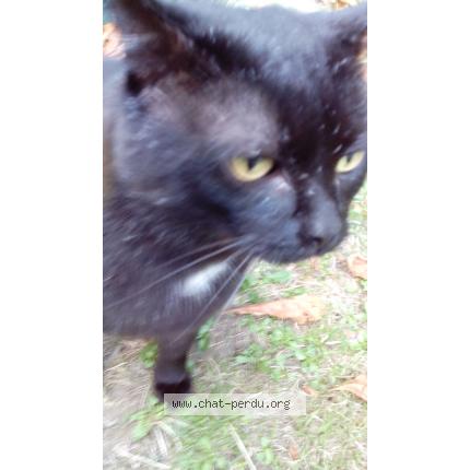 Foto 1/1 BARRACOUDA Chat perdido en Boulogne billancourt