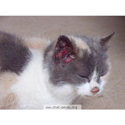 Foto 1/1 Gato encontrado Encontrado en Carquefou