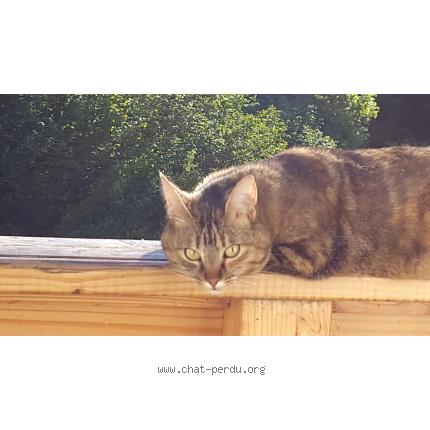 Foto 1/1 Balthazar Chat perdido en Gap