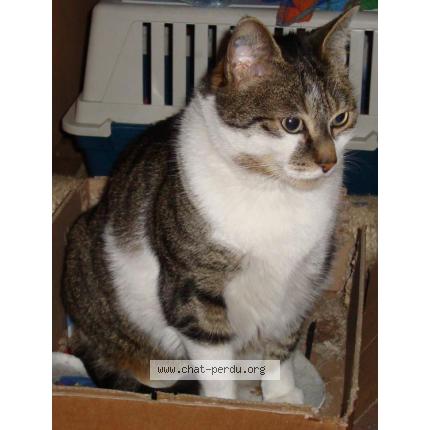 Foto 1/1 BONZAï Chat perdido en Massy