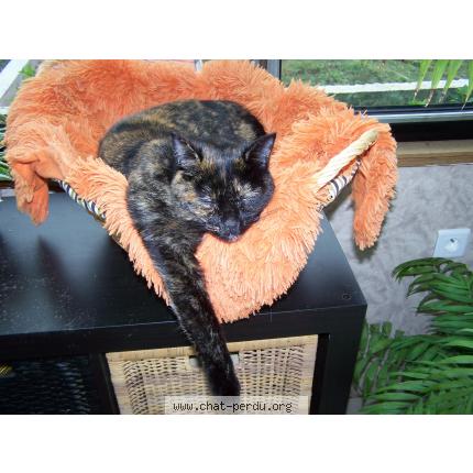 Foto 1/1 FRIMOUSSE Chat perdido en Champenoux