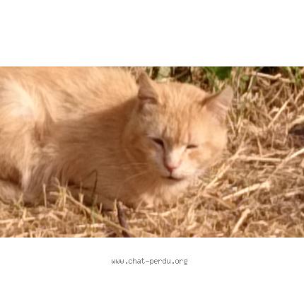 Foto 1/1 Rouky Chat perdido en Sauveterre saint denis