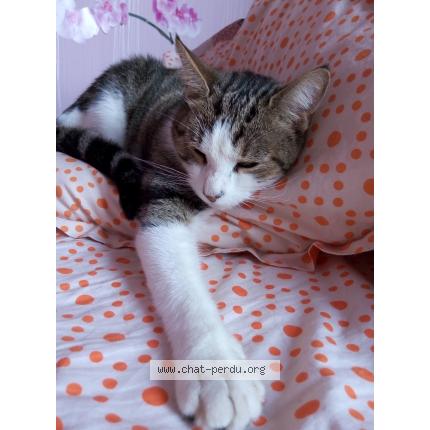 Foto 1/1 Hawaï Chat perdido en Souppes sur loing