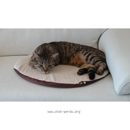 Foto 1/1 Fripouille Chat perdido en Salon de provence