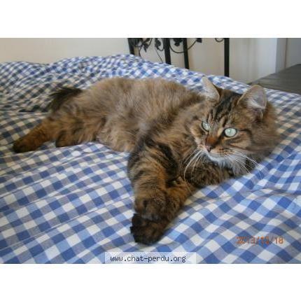 Foto 1/4 PACHA Chat perdido en Bagnoles de l orne