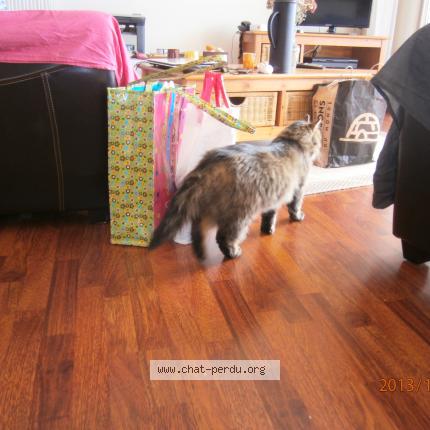 Foto 4/4 PACHA Chat perdido en Bagnoles de l orne