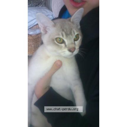 Foto 1/1 izzy-fidji Chat perdido en Beziers