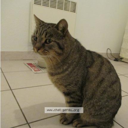 Foto 1/1 matou Chat perdido en Villegailhenc