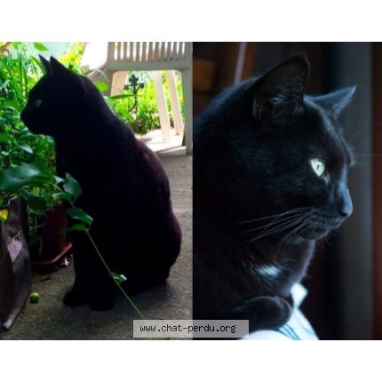 Foto 1/1 Diabolo Chat perdido en Le cannet