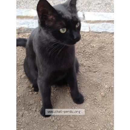 Foto 1/1 Jipsy Chat perdido en Merxheim