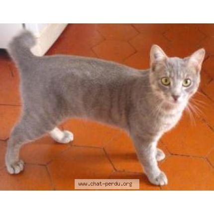 Foto 1/1 Jumper Chat perdido en Saint remy