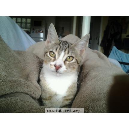 Foto 1/1 Myrtille Chat perdido en Saint paul sur save