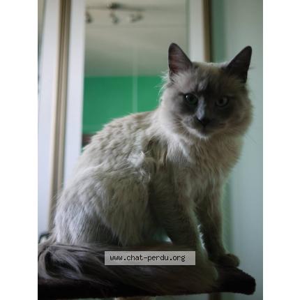 Foto 1/1 sultan Chat perdido en Carcassonne